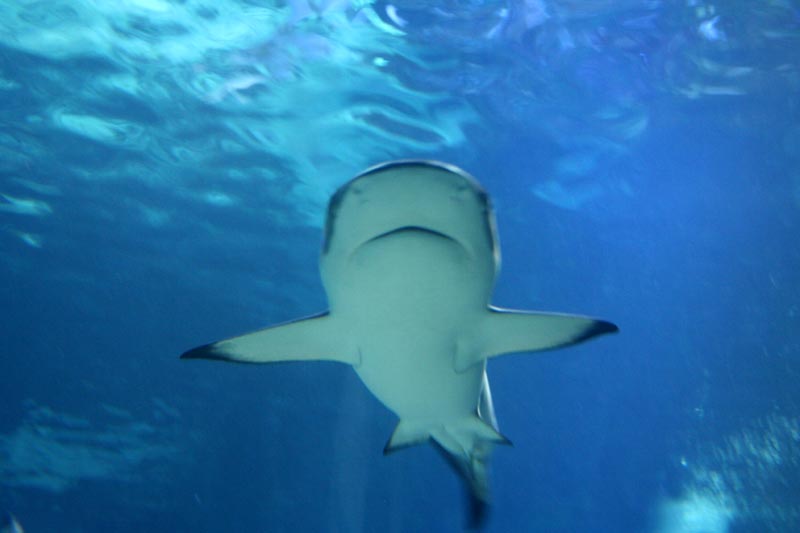 Killikus&reg; Fotographie